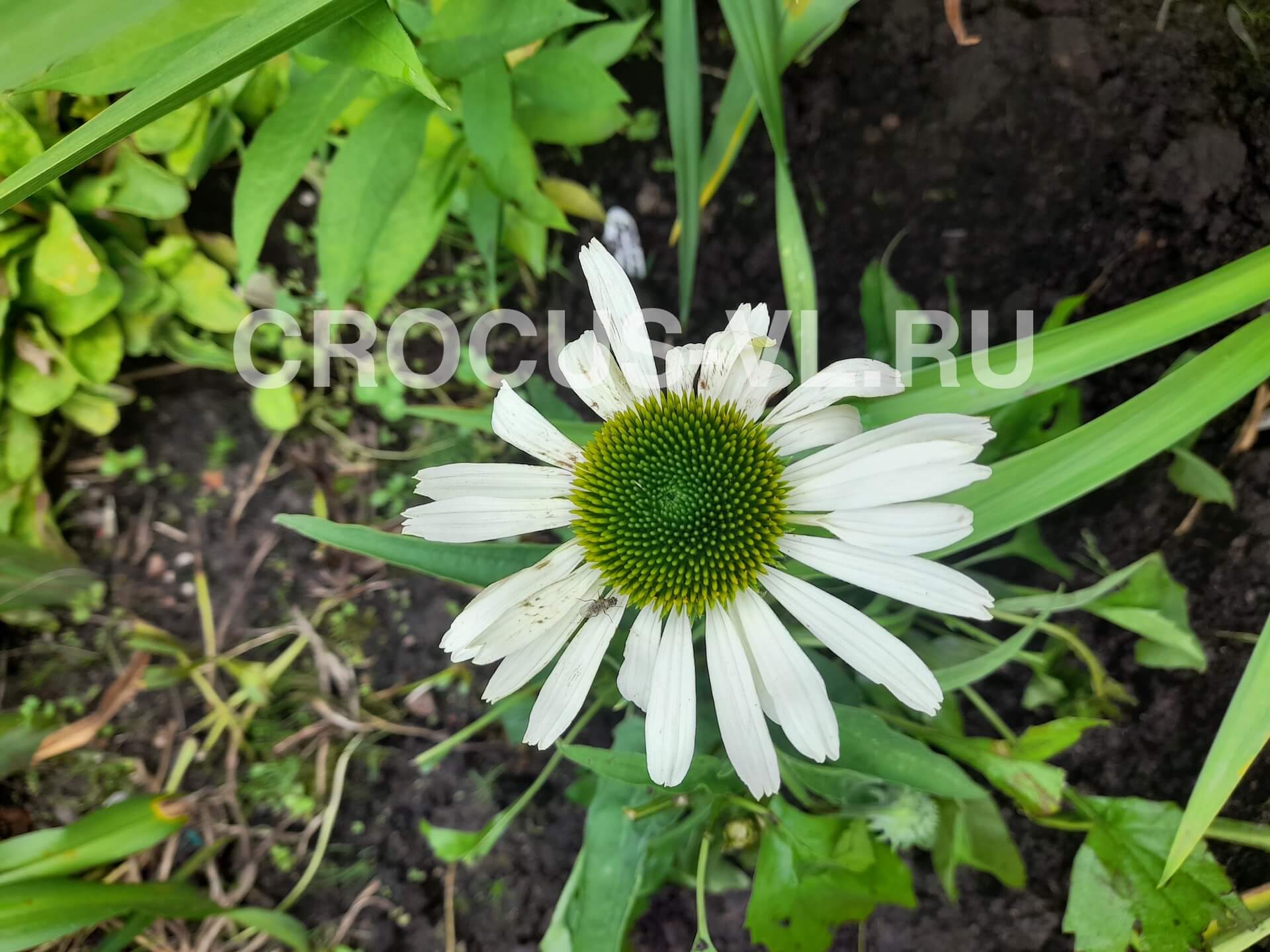 Эхинацея пурпурная «Jade»